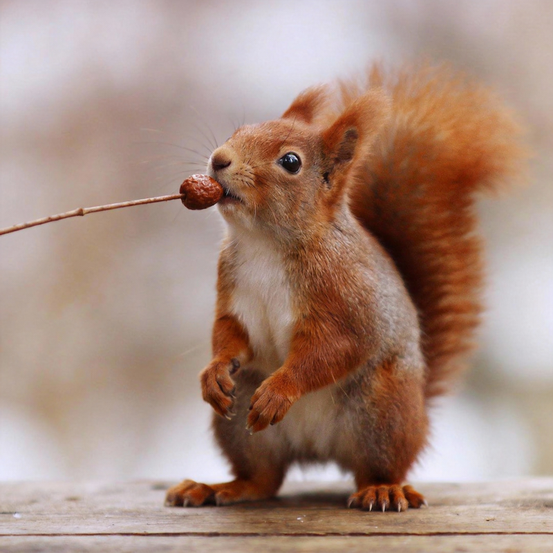 松鼠啃坚果图片