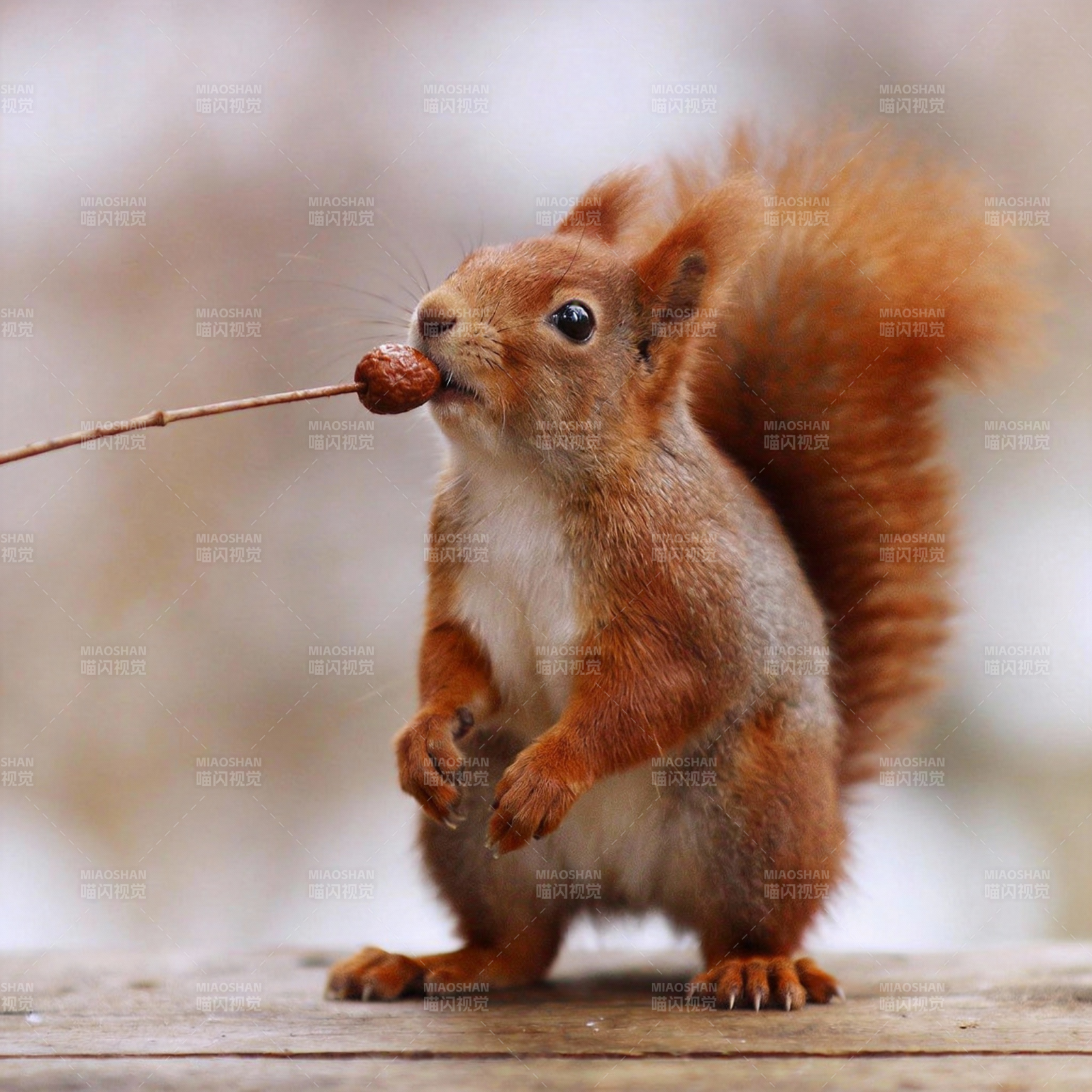 松鼠啃坚果图片