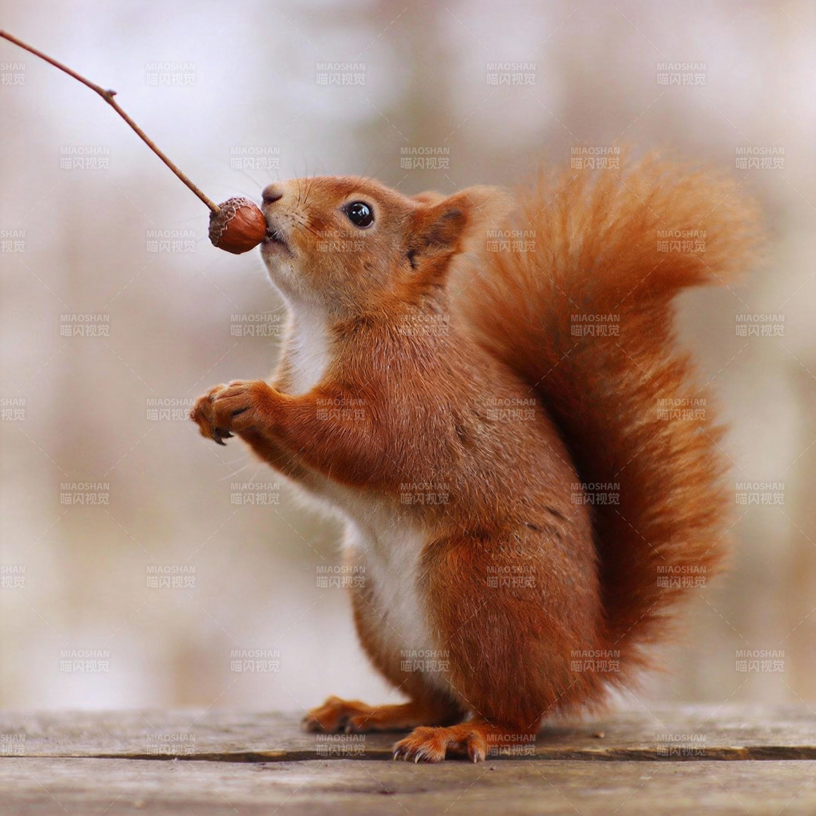 松鼠啃坚果图片