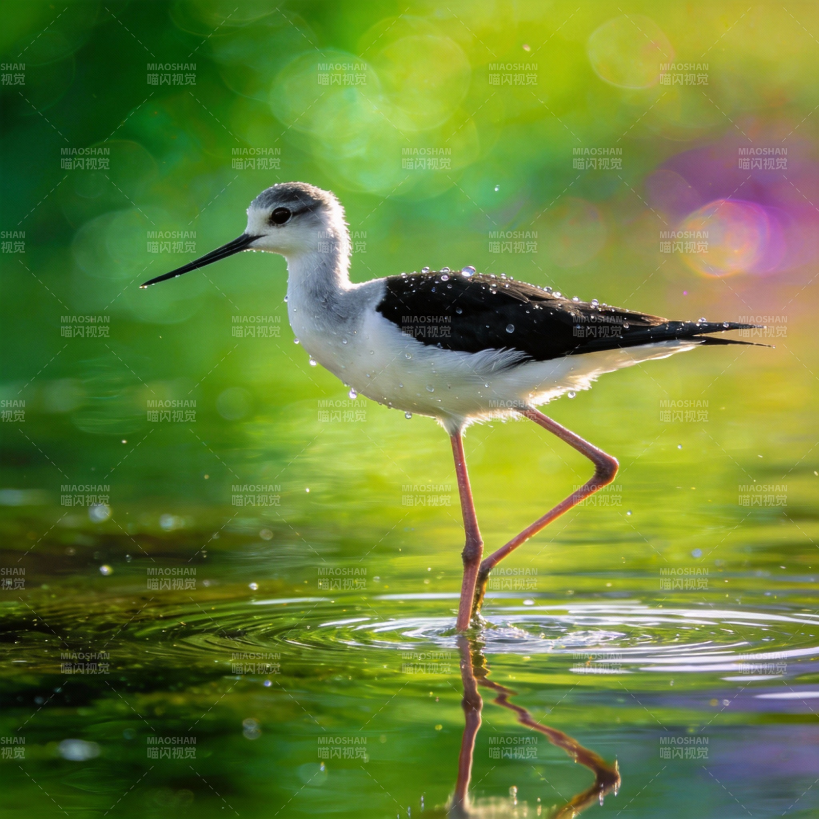 黑翅长脚鹬涉水图片