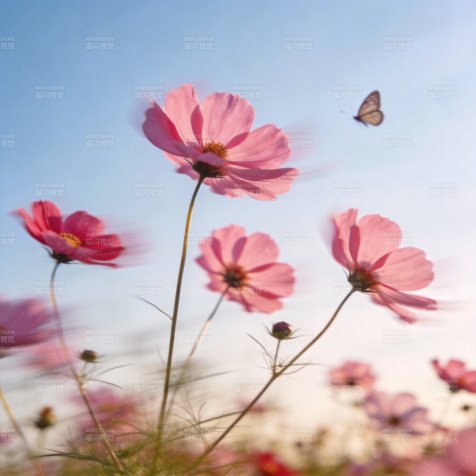 粉花蝶舞蓝天图片