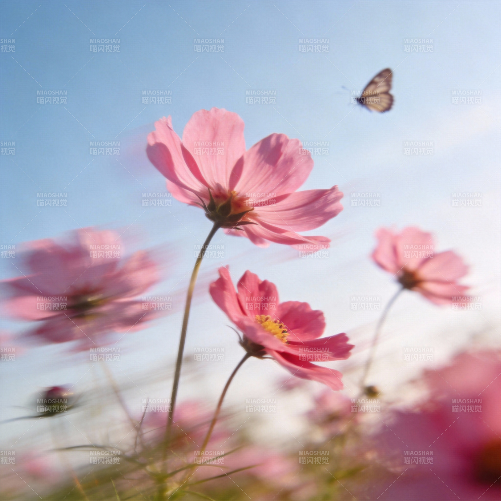 粉花蝶舞蓝天图片