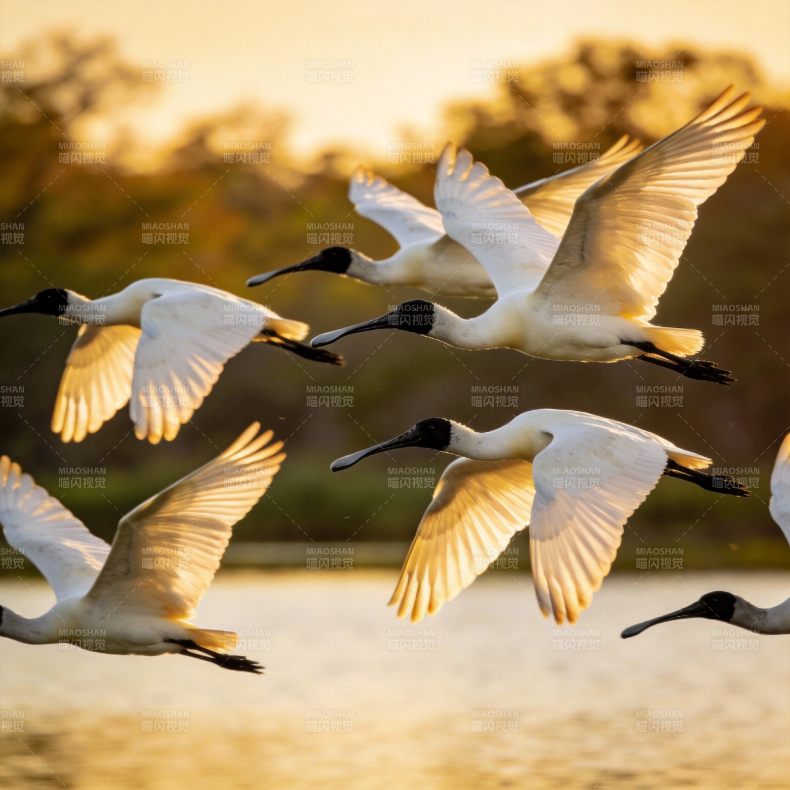 飞鸟掠水 夕阳共舞图片