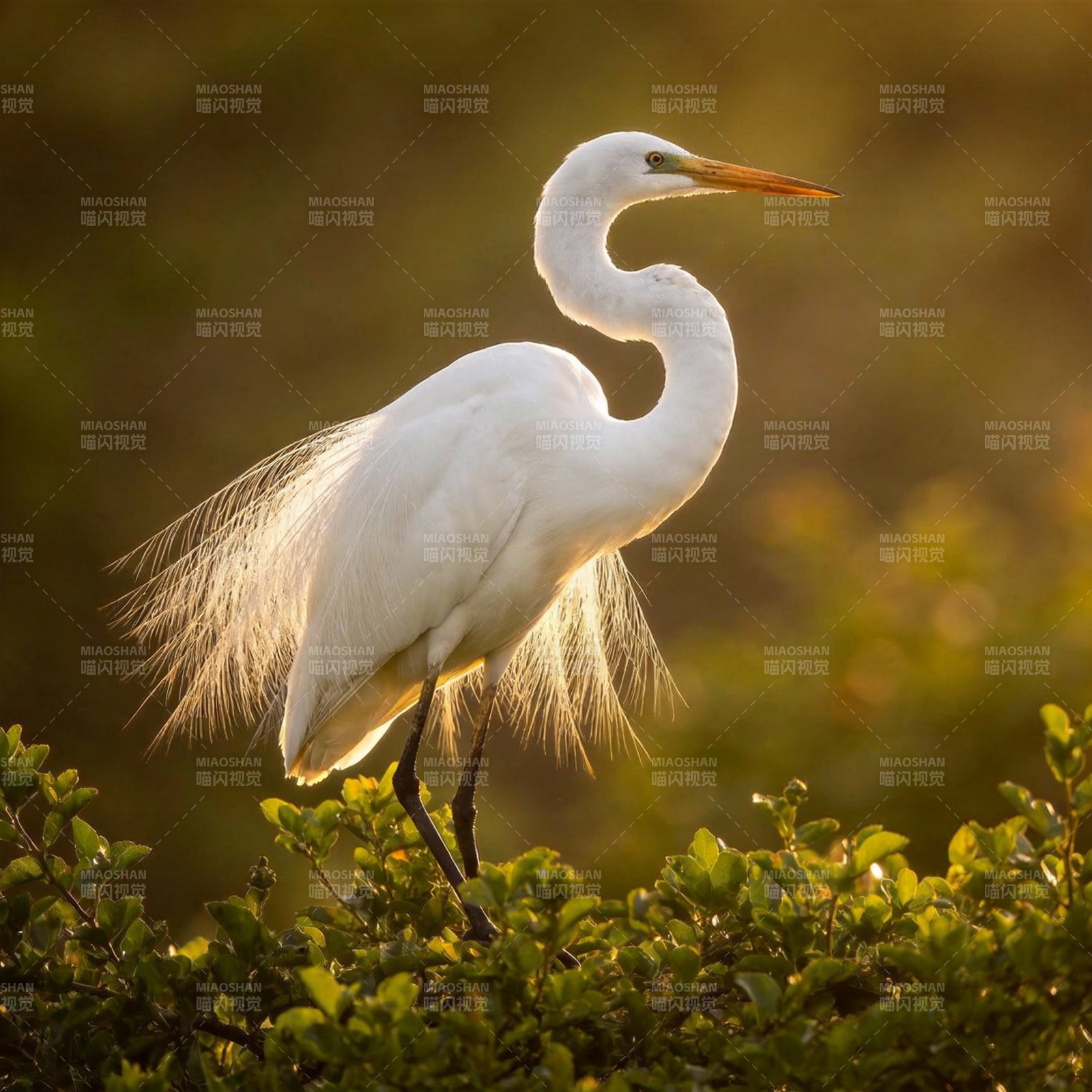 白鹭栖枝 晨光熠熠图片