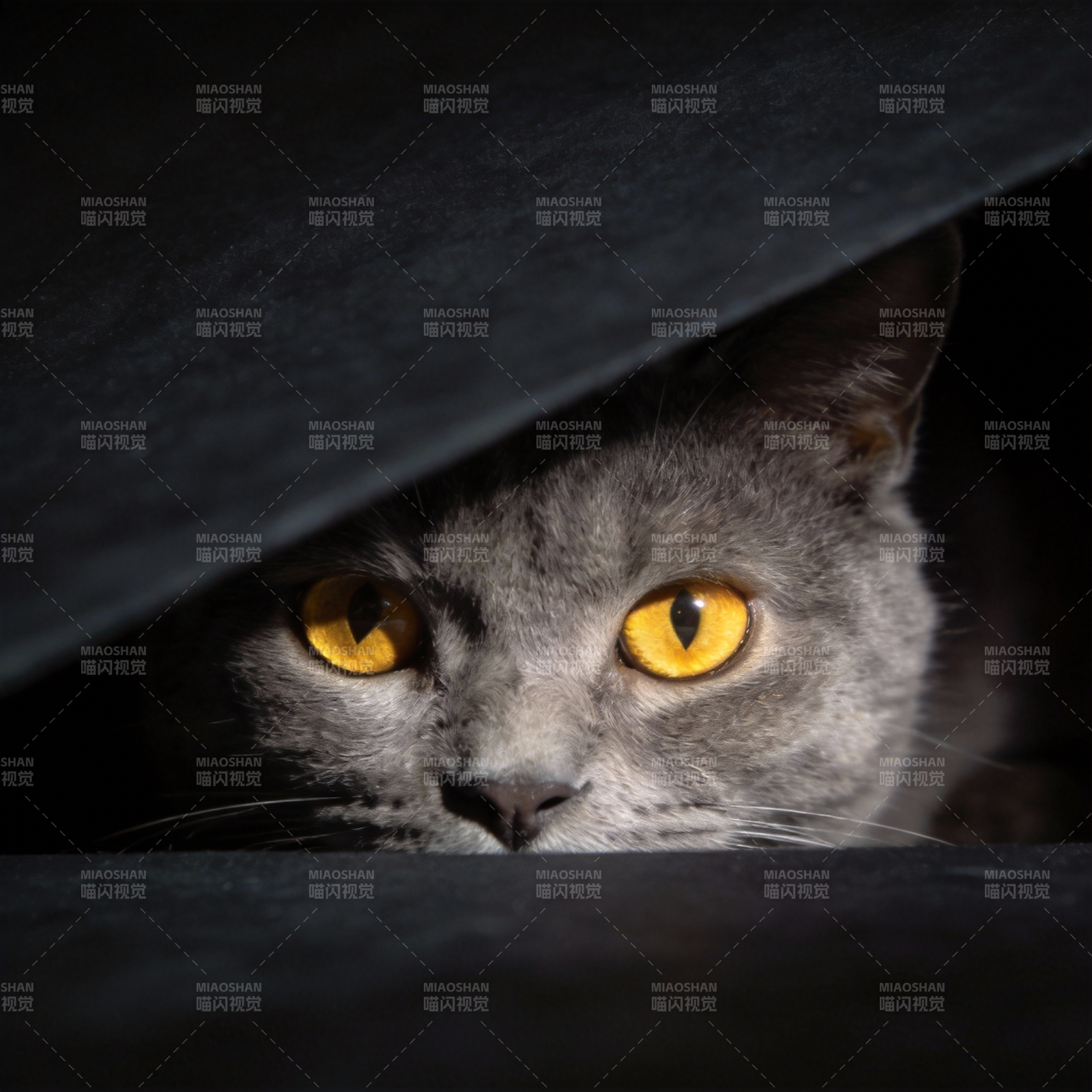 灰猫窥视 眼神锐利图片