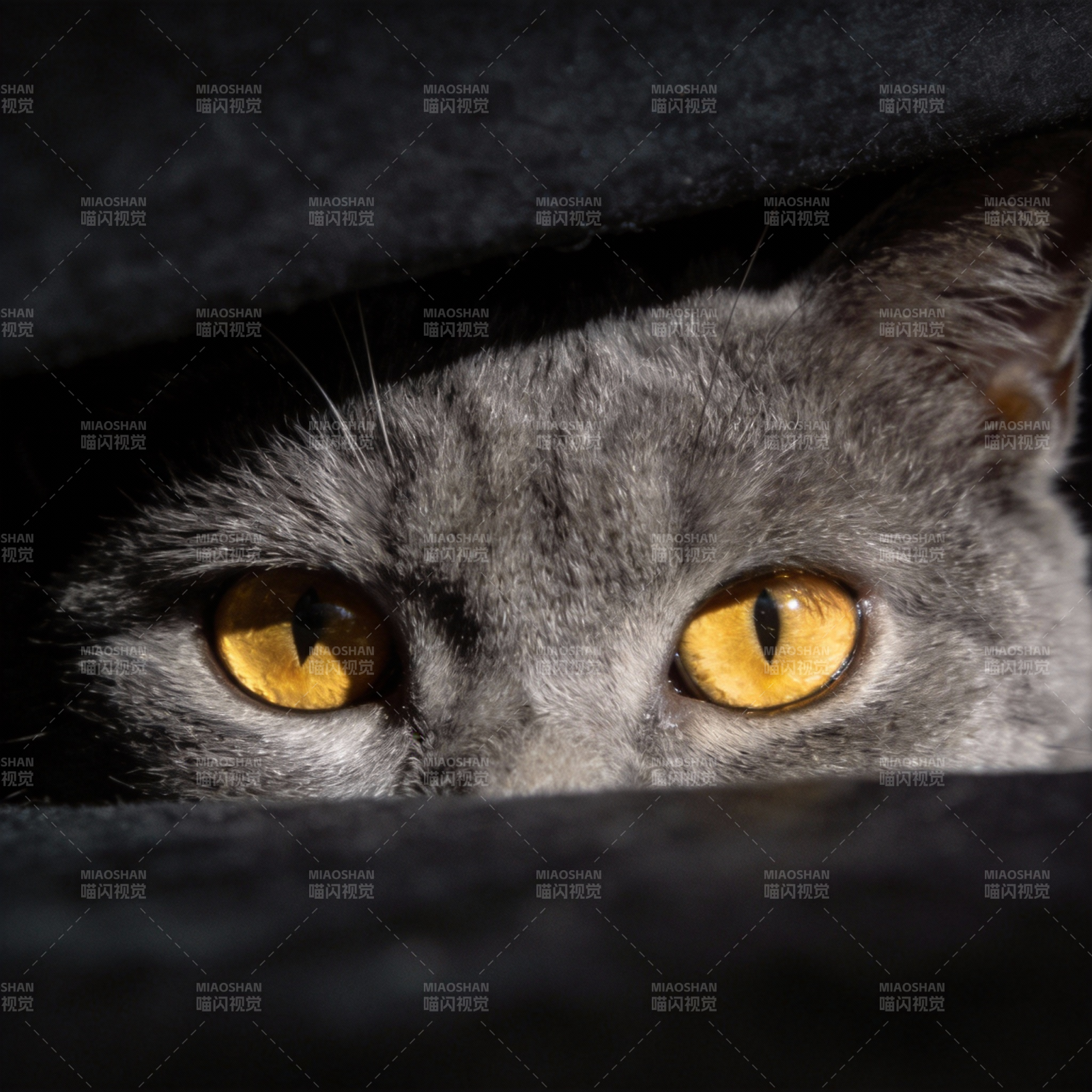 灰猫窥视 眼神锐利图片