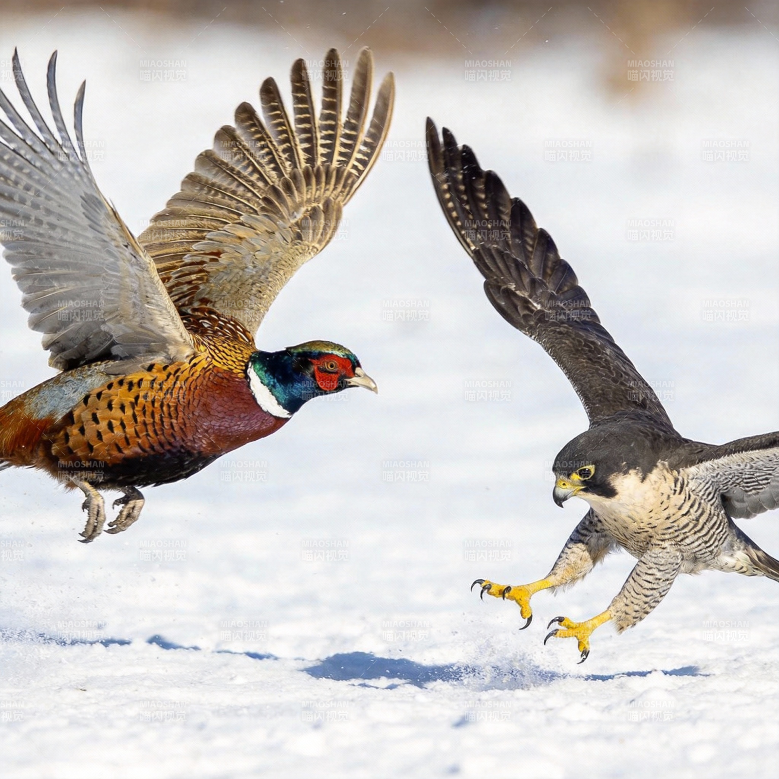 雪地猎鹰追雉鸡图片