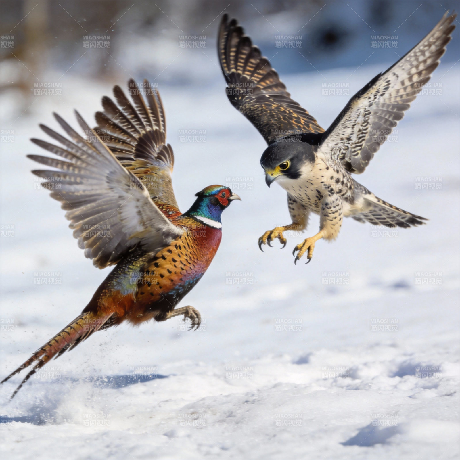 雪地猎隼追雉鸡图片