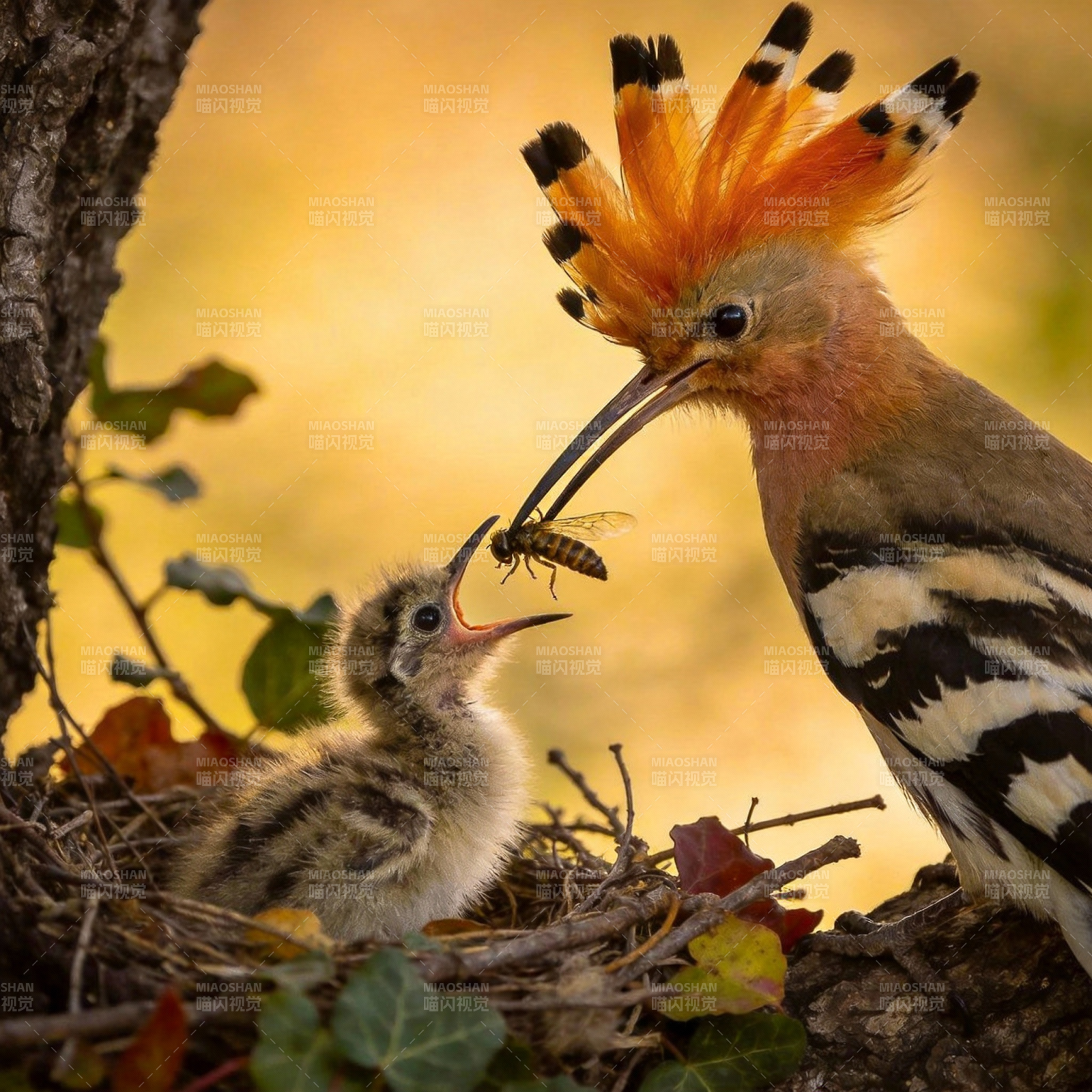 戴胜喂雏鸟图片