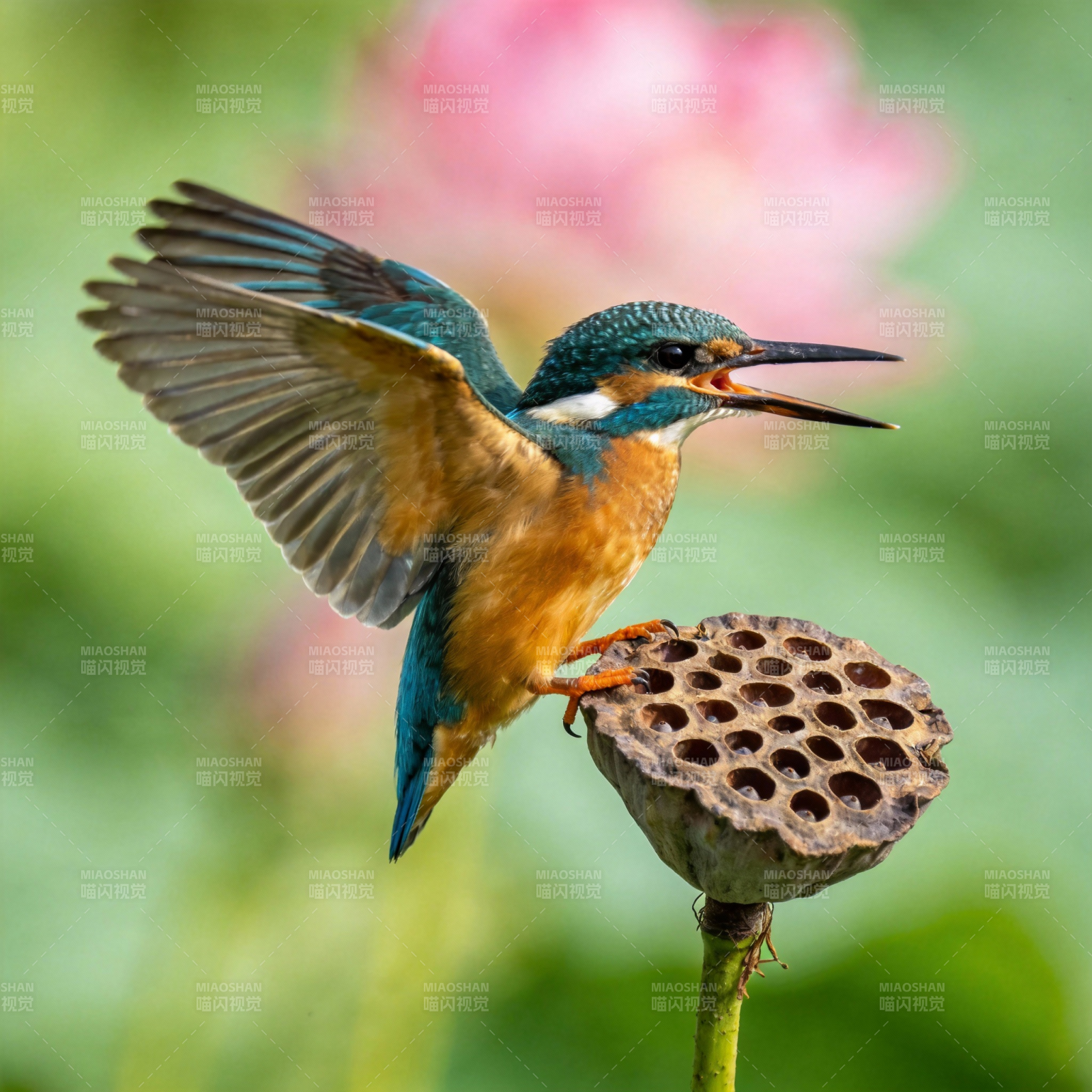翠鸟捕食瞬间图片