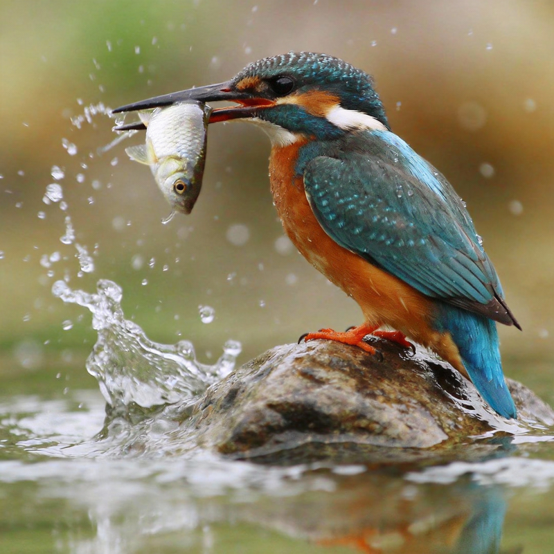 翠鸟捕鱼瞬间图片