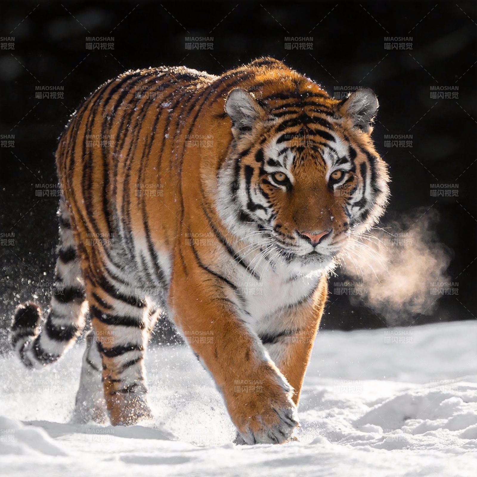 雪地猛虎前行图片