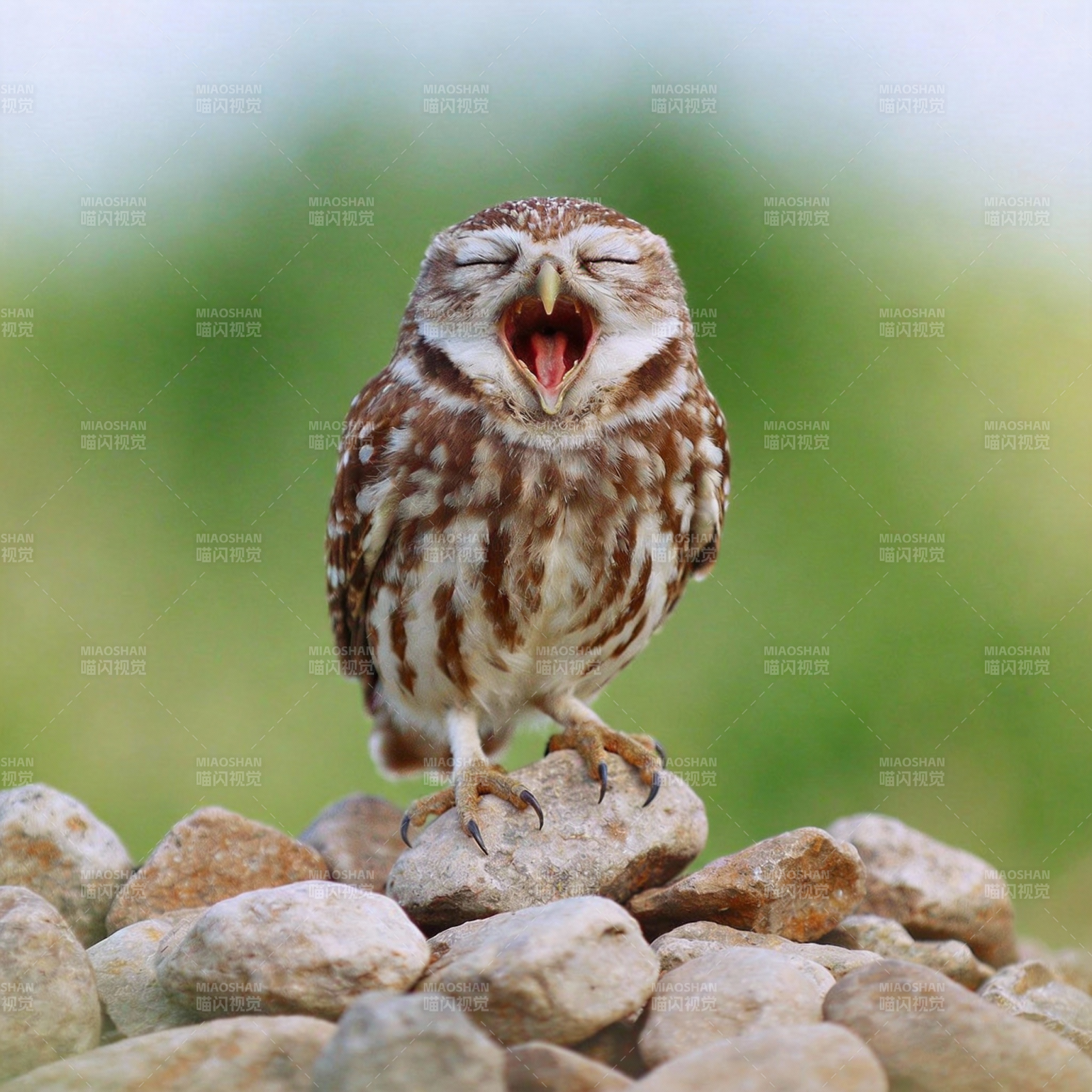 小猫头鹰打哈欠图片