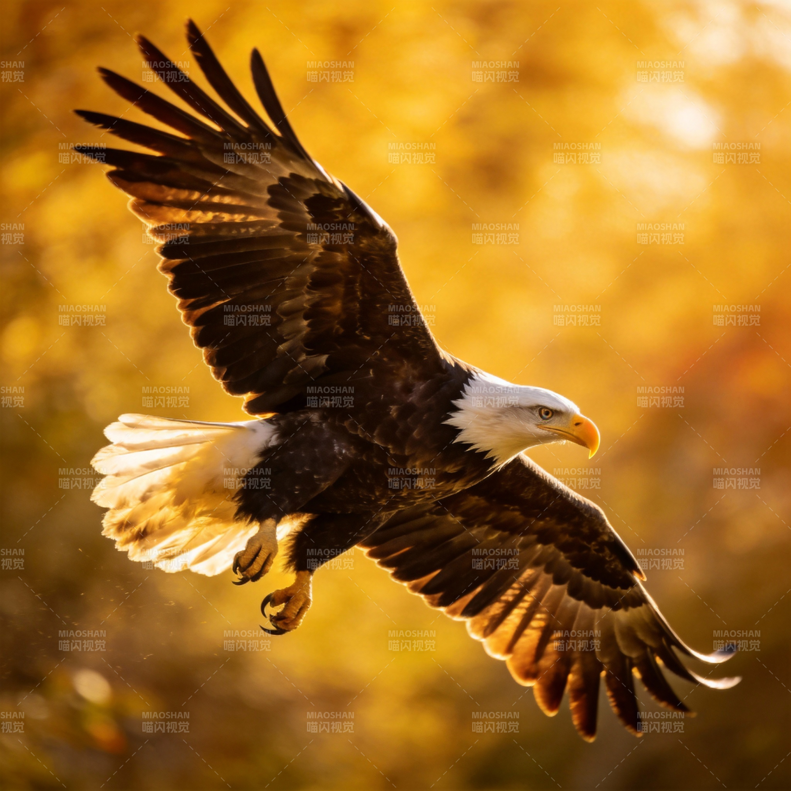 雄鹰翱翔金秋图片