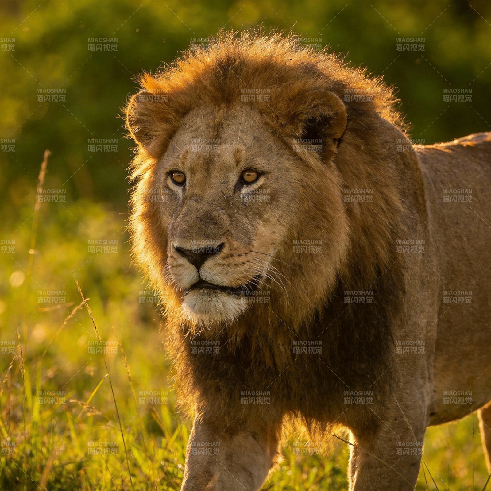 雄狮草原行图片