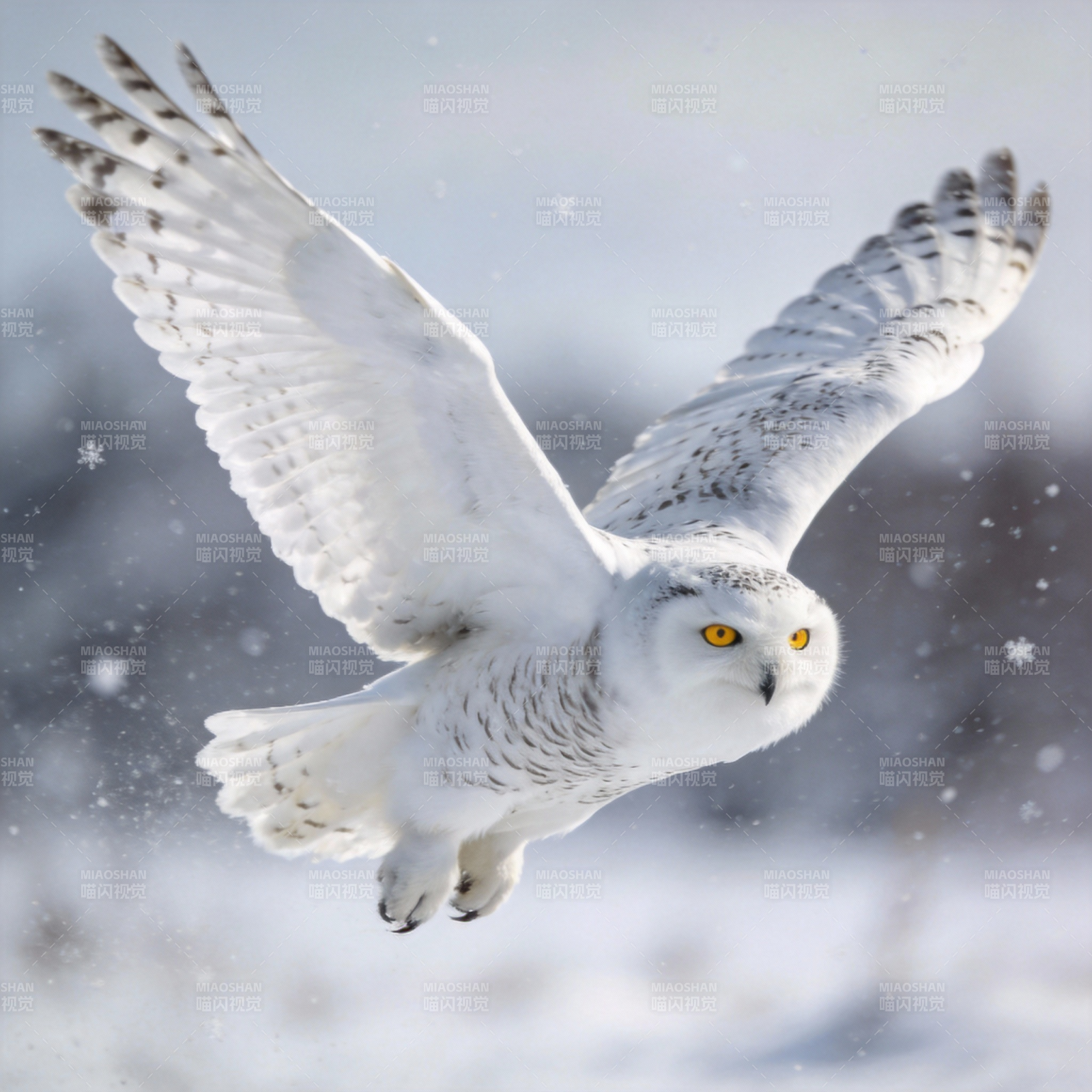 雪鸮翱翔于雪原图片