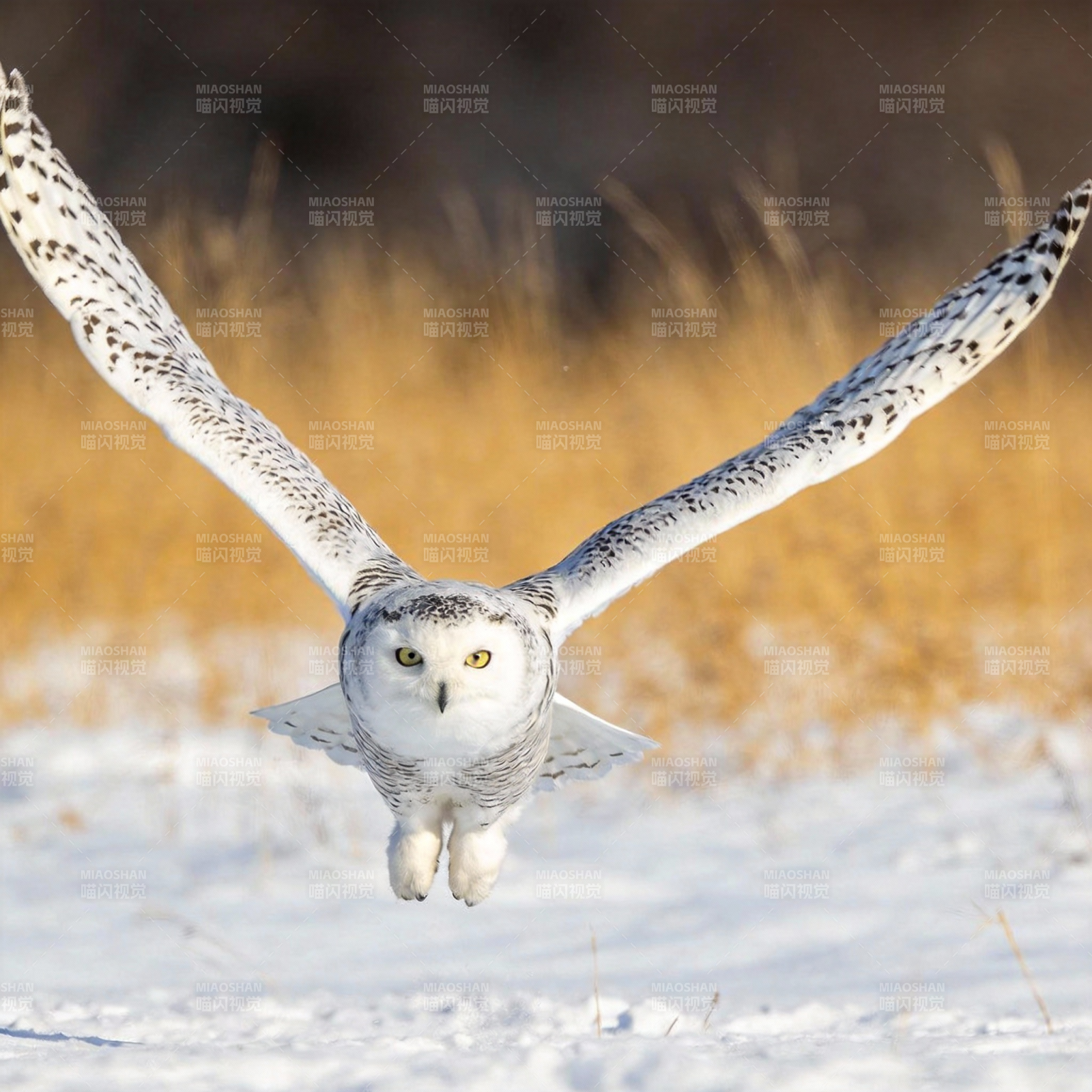 雪鸮翱翔于雪原图片