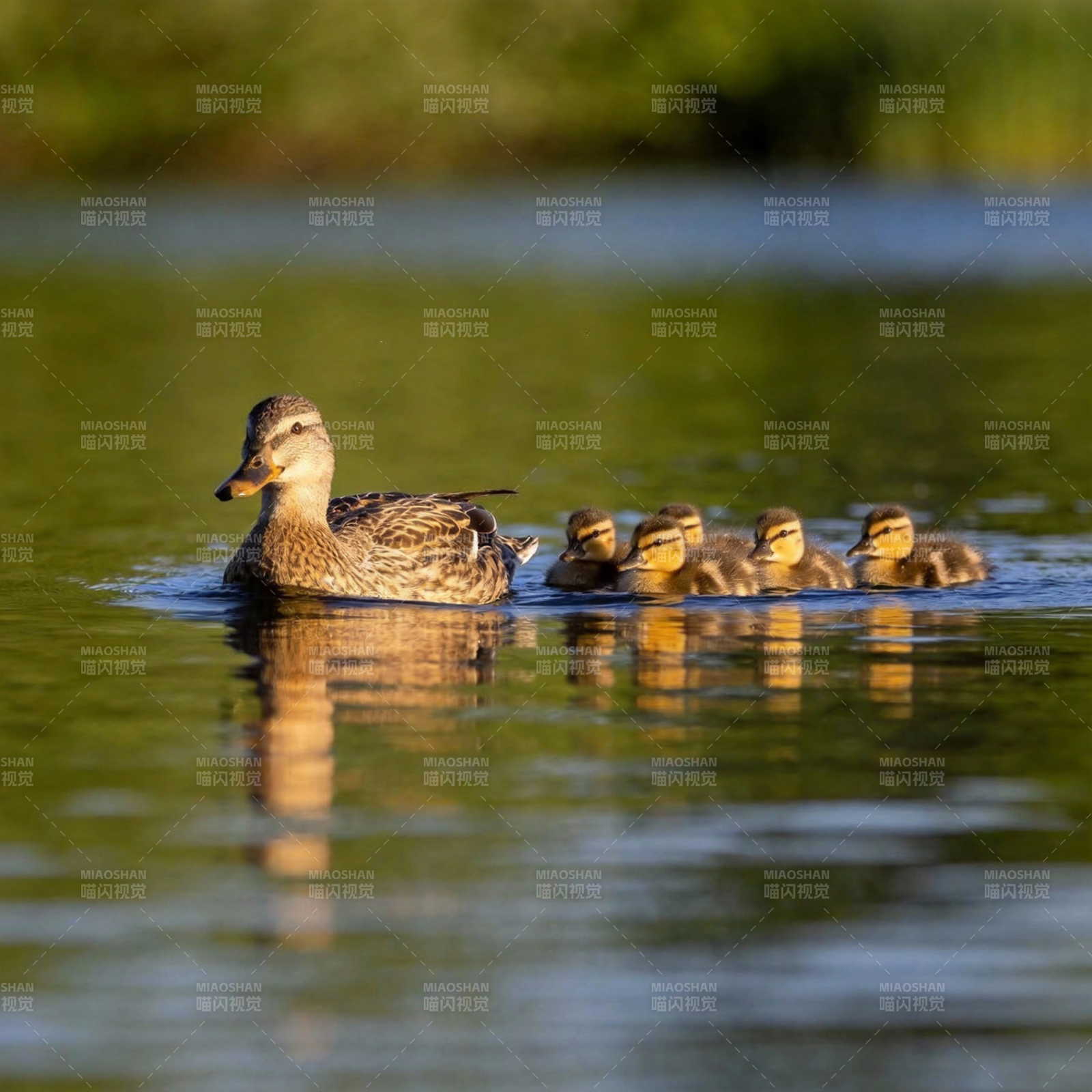 鸭妈妈带小鸭游水图片