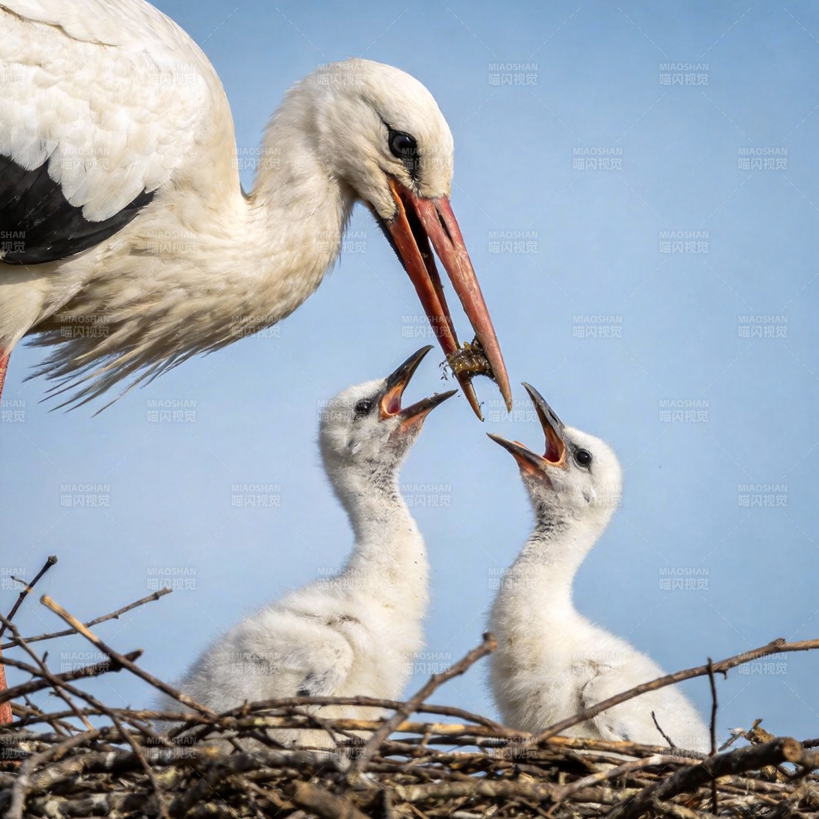 鹳鸟喂雏图片