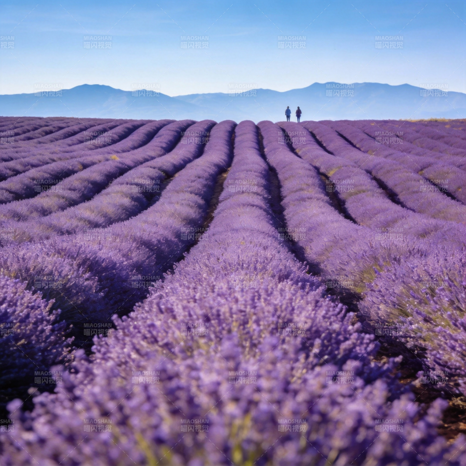 薰衣草田行者图片