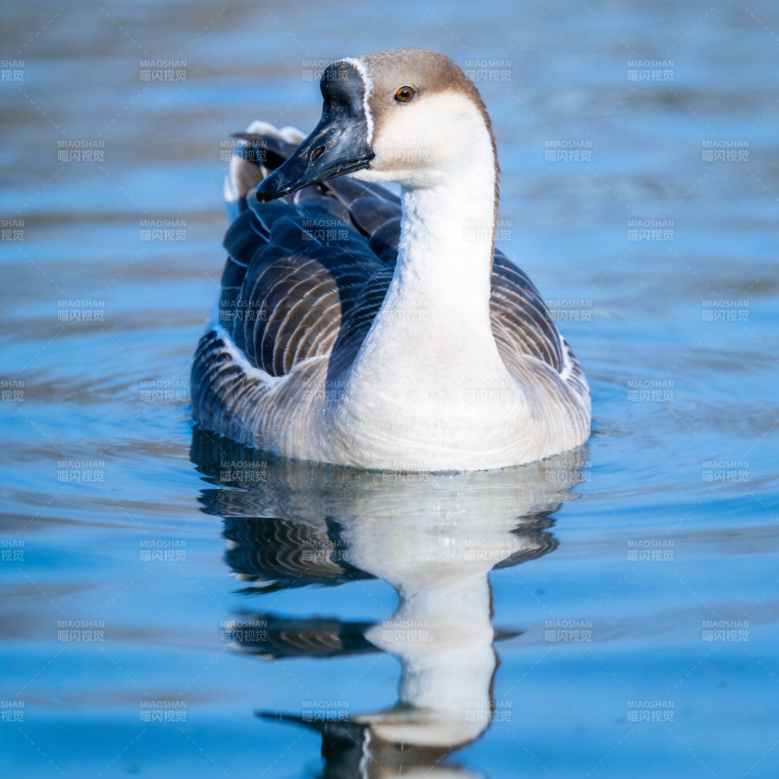 湖中静谧的鹅影图片