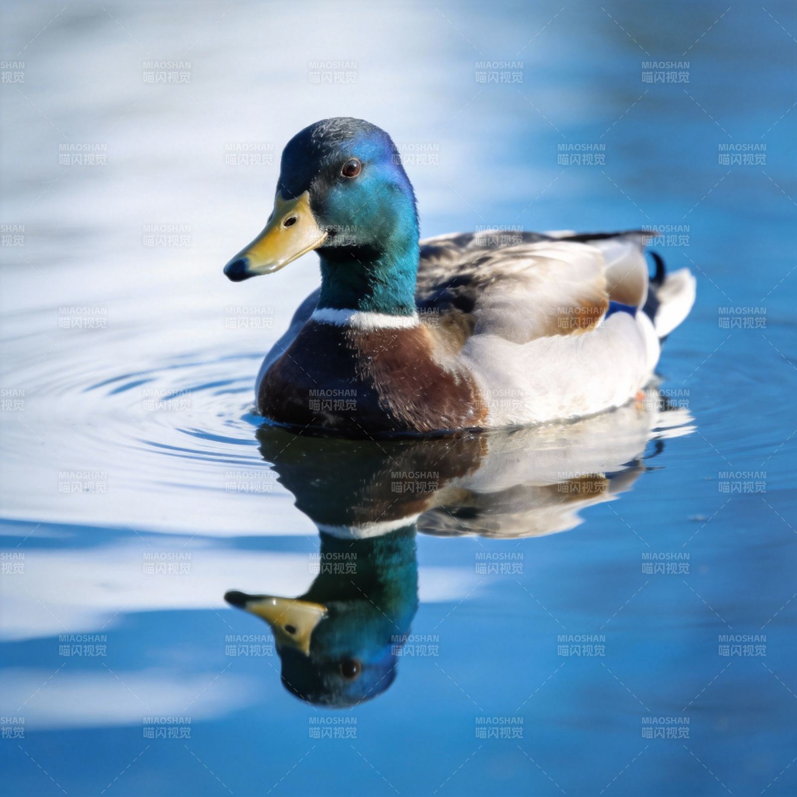鸭子水中倒影图片