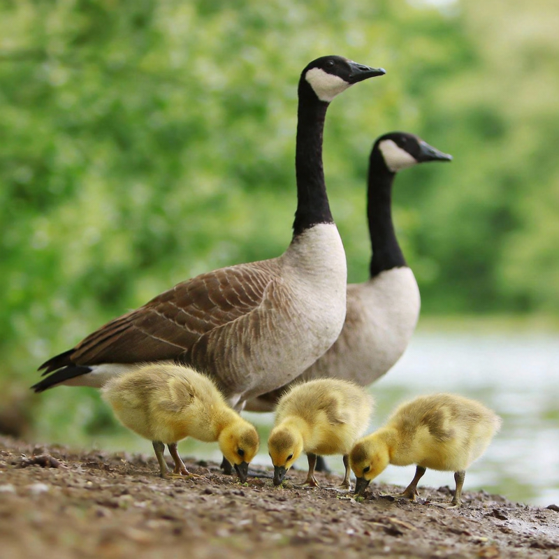 加拿大雁一家图片