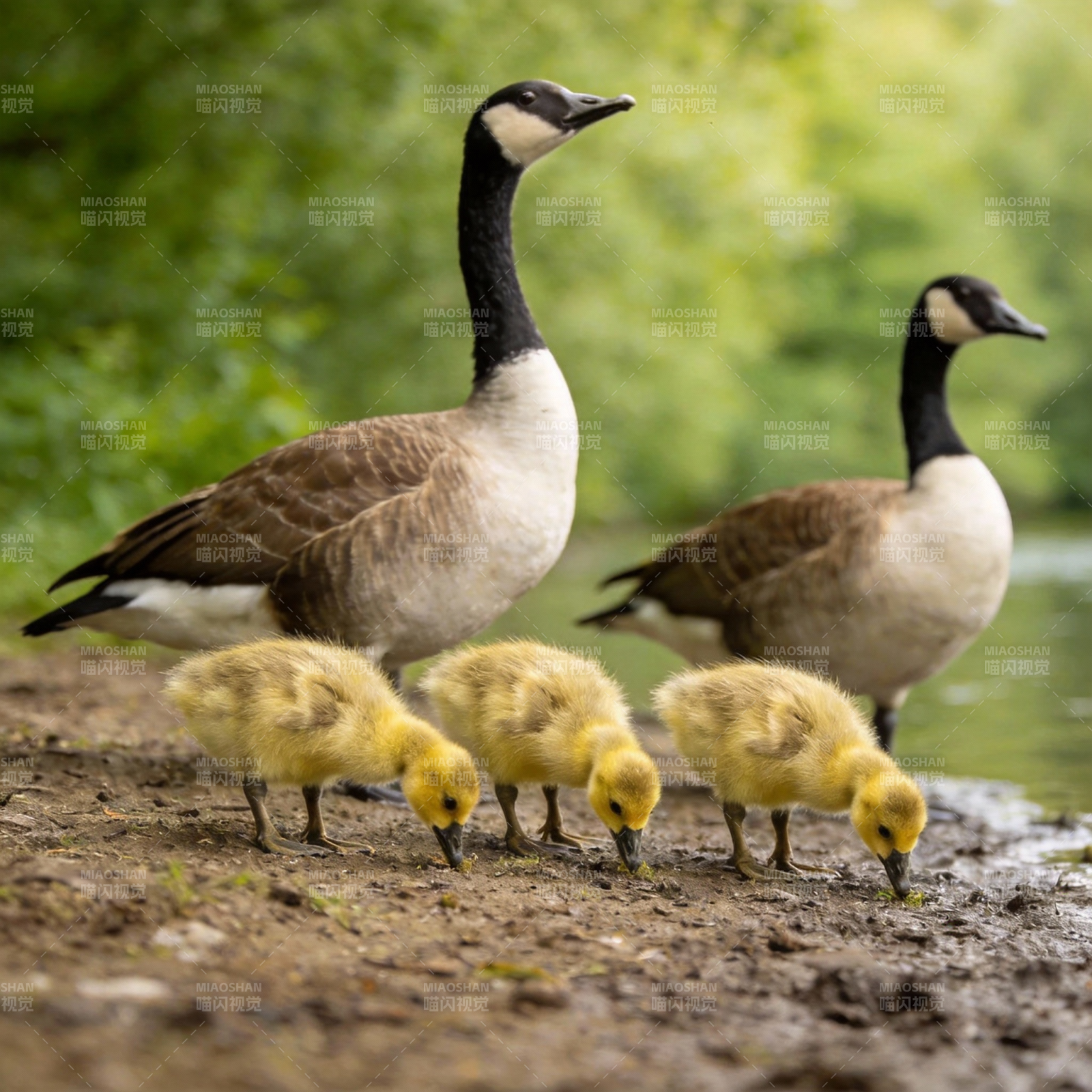 鹅群觅食图图片