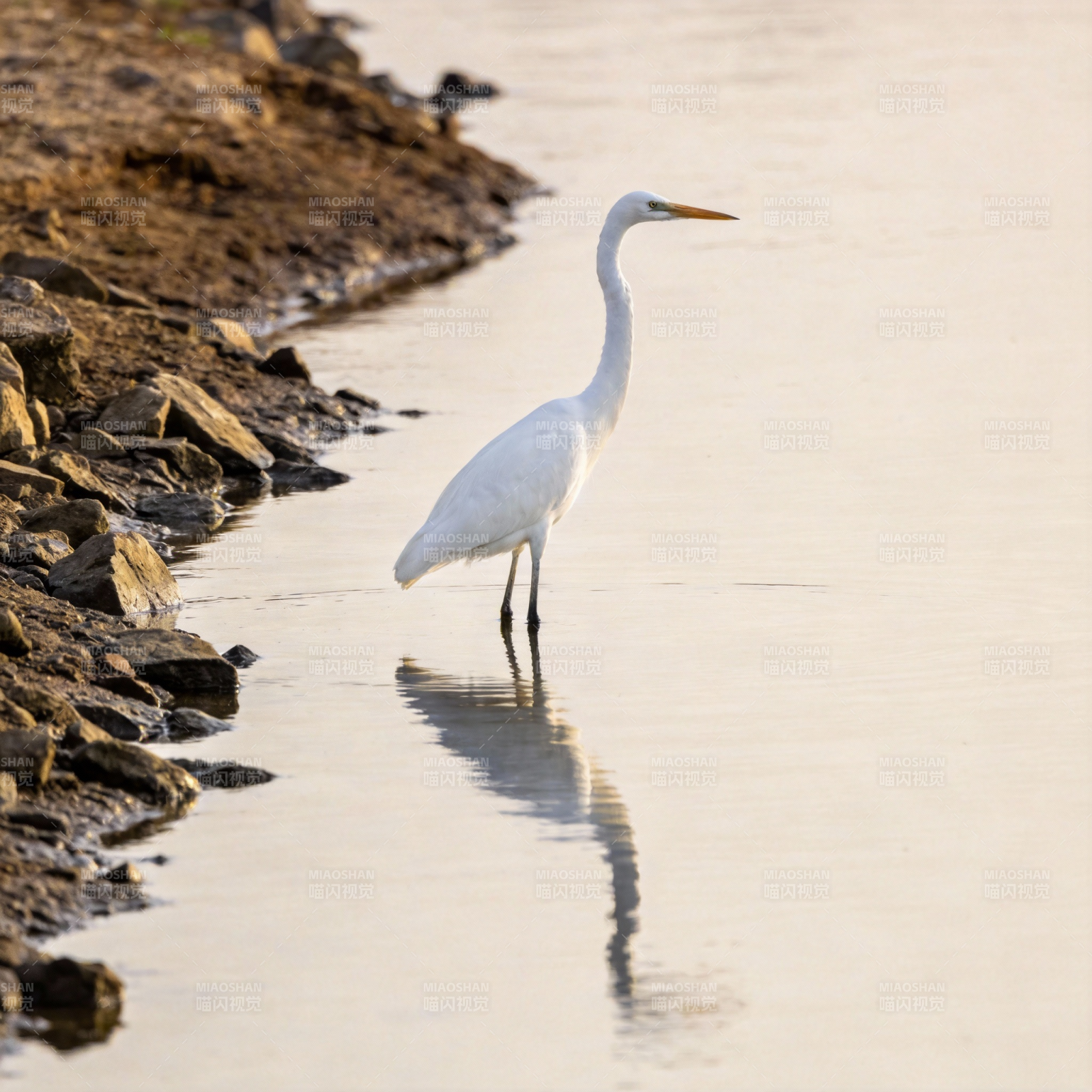 白鹭立水边图片
