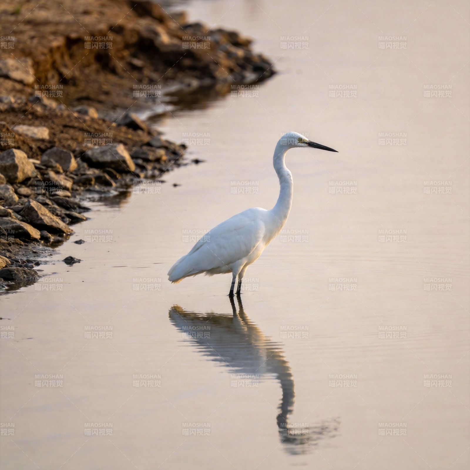 白鹭静立水边图片