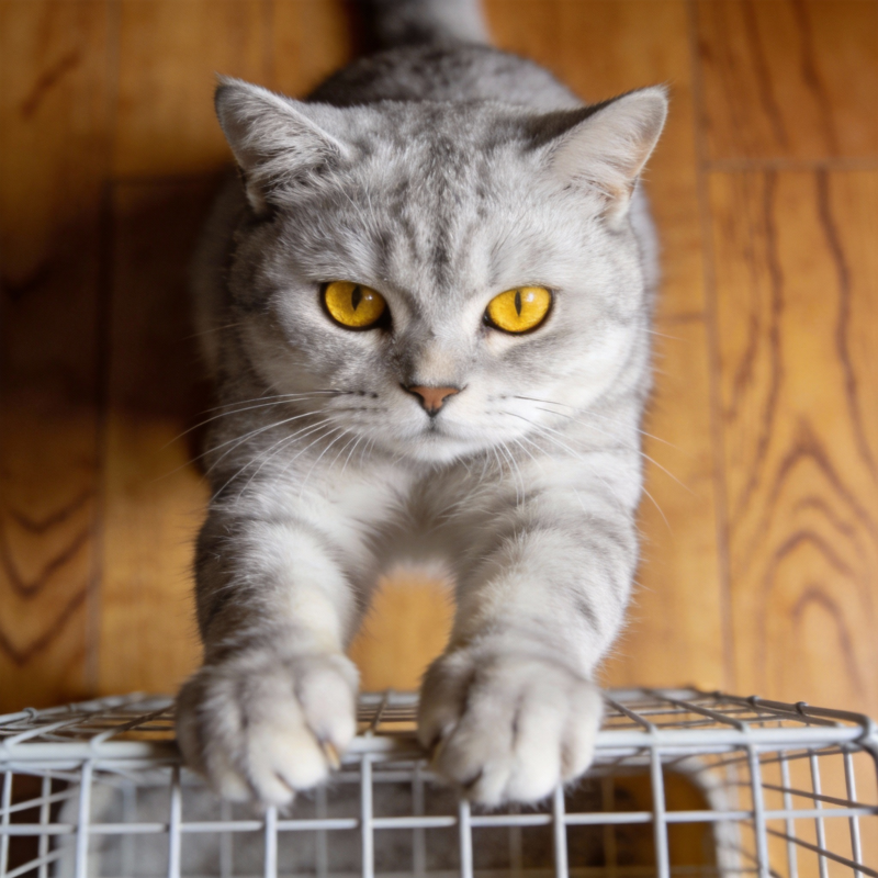 灰猫探笼 目光炯炯图片