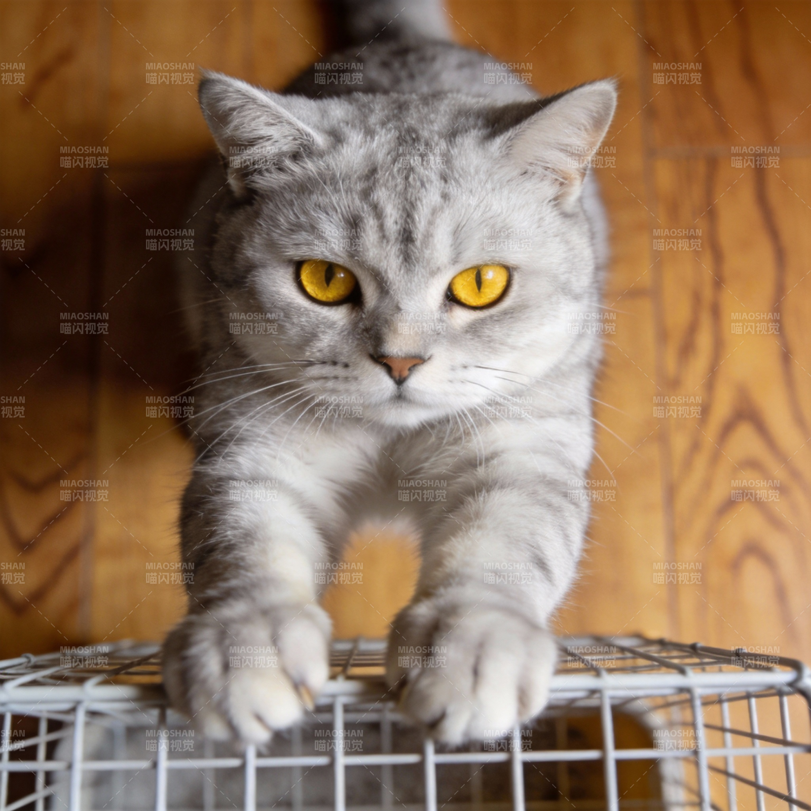 灰猫探笼 目光炯炯图片