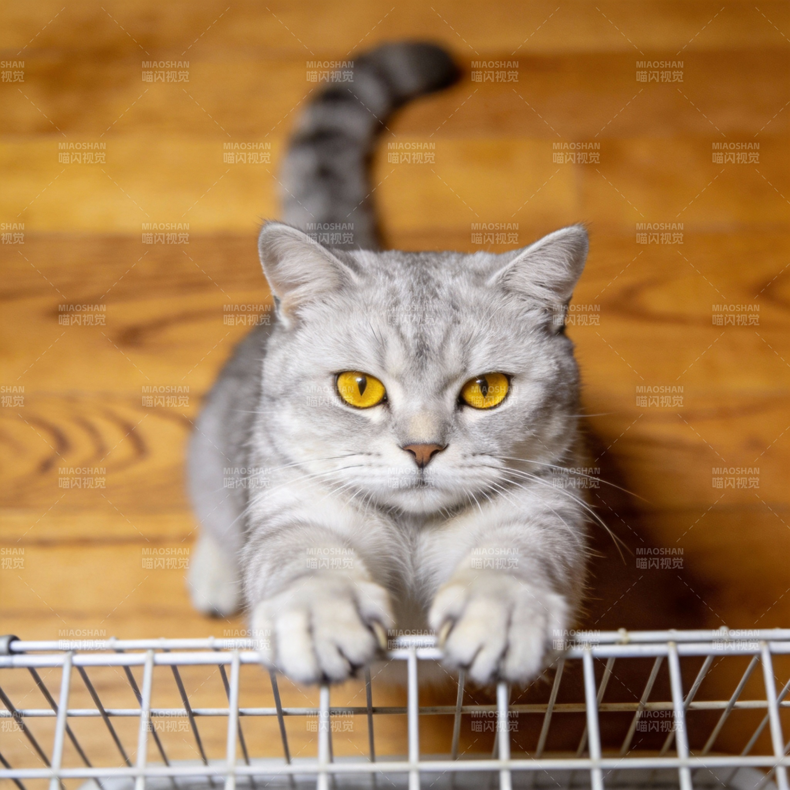 灰猫凝视铁笼图片