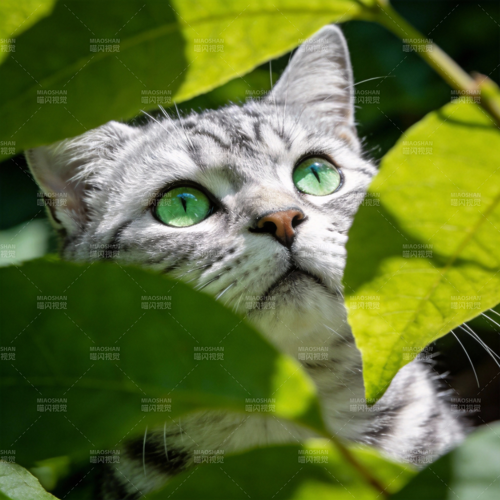 绿眼猫藏叶间图片