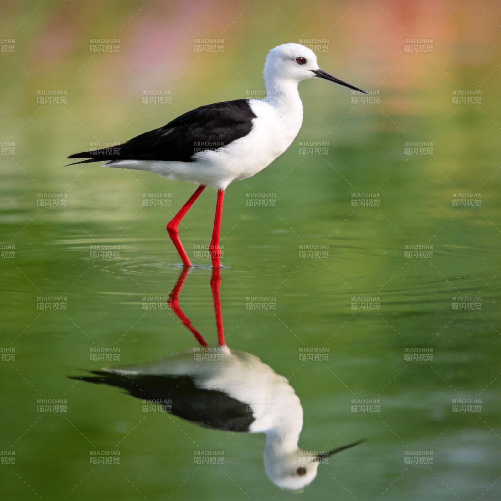 黑翅长脚鹬水中倒影图片