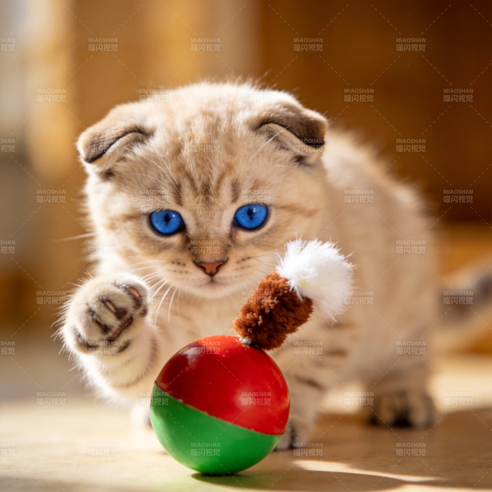 萌猫玩彩球图片