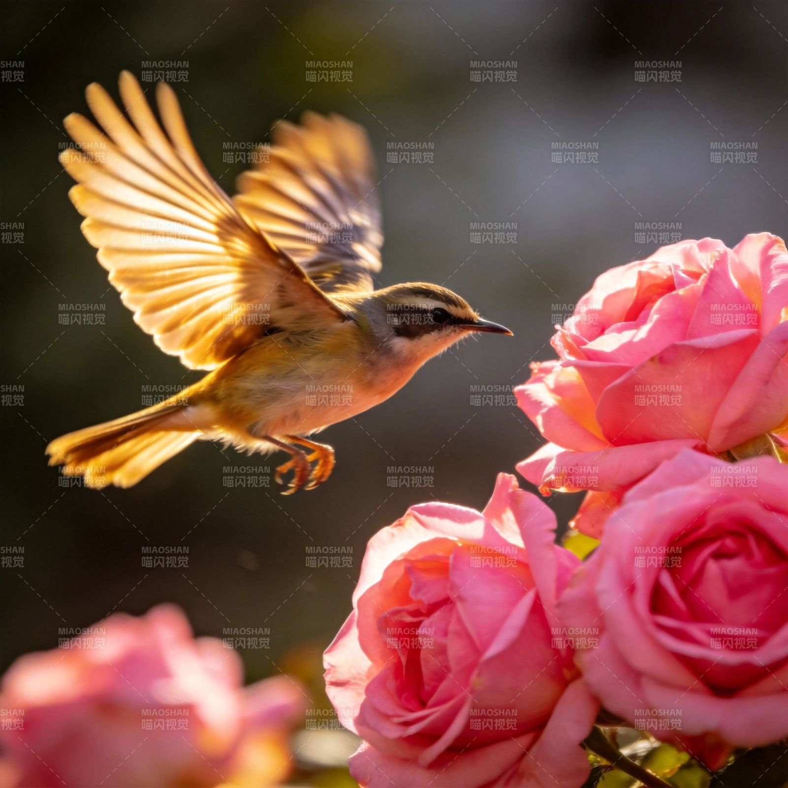 飞鸟与玫瑰图片