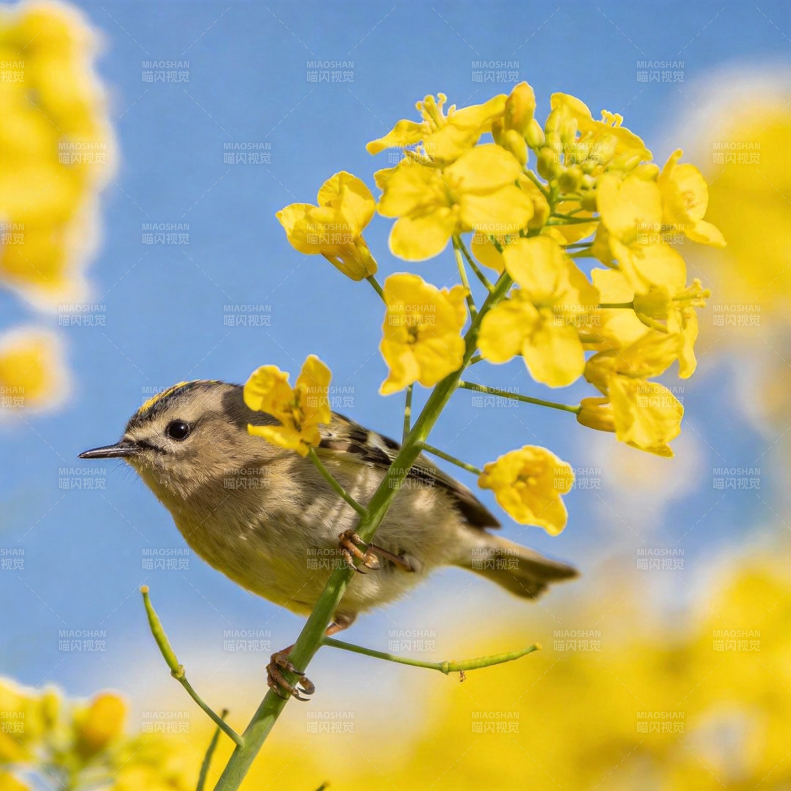 小鸟栖花枝图片