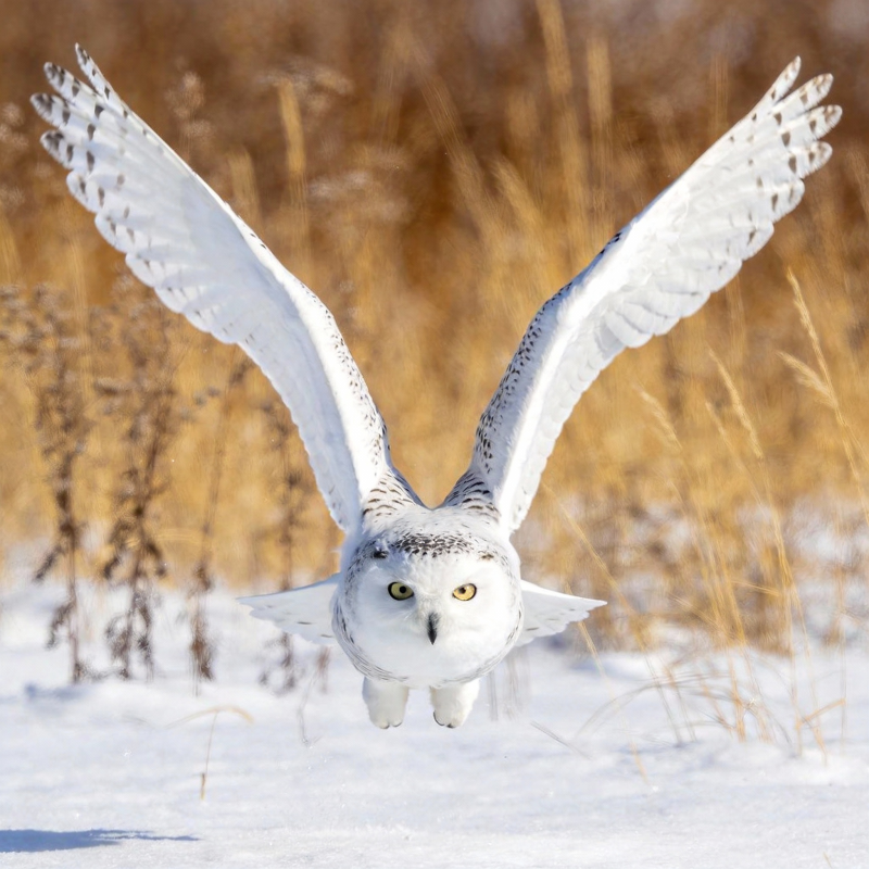 雪鸮翱翔雪野图片