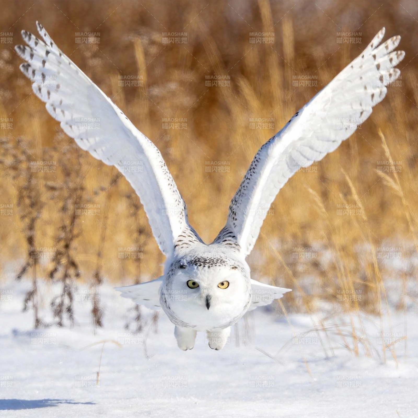 雪鸮翱翔雪野图片