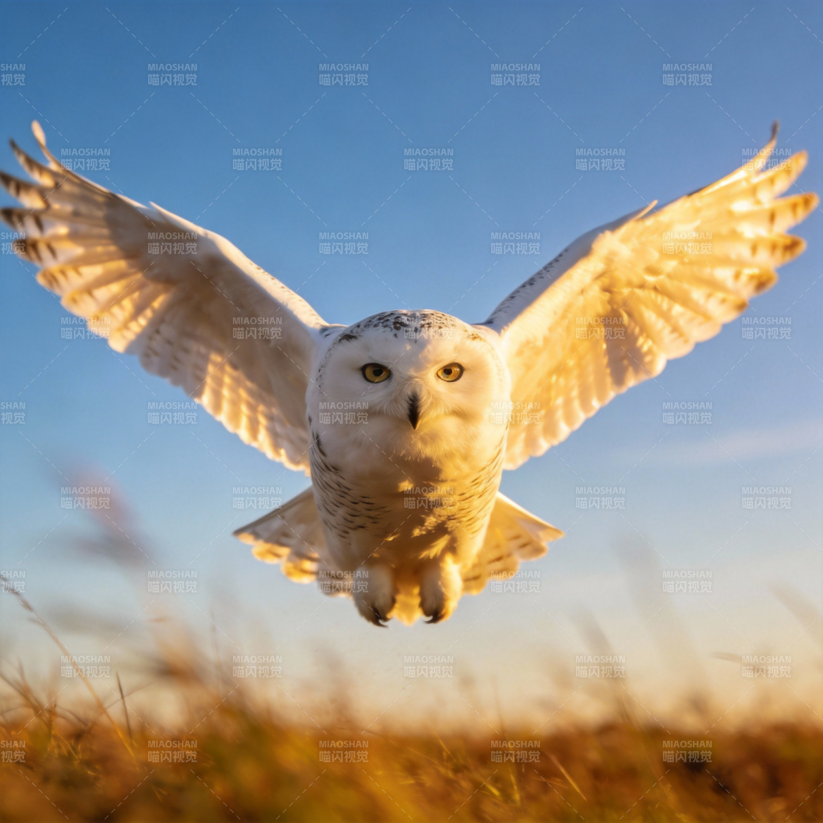 雪鸮翱翔天际图片