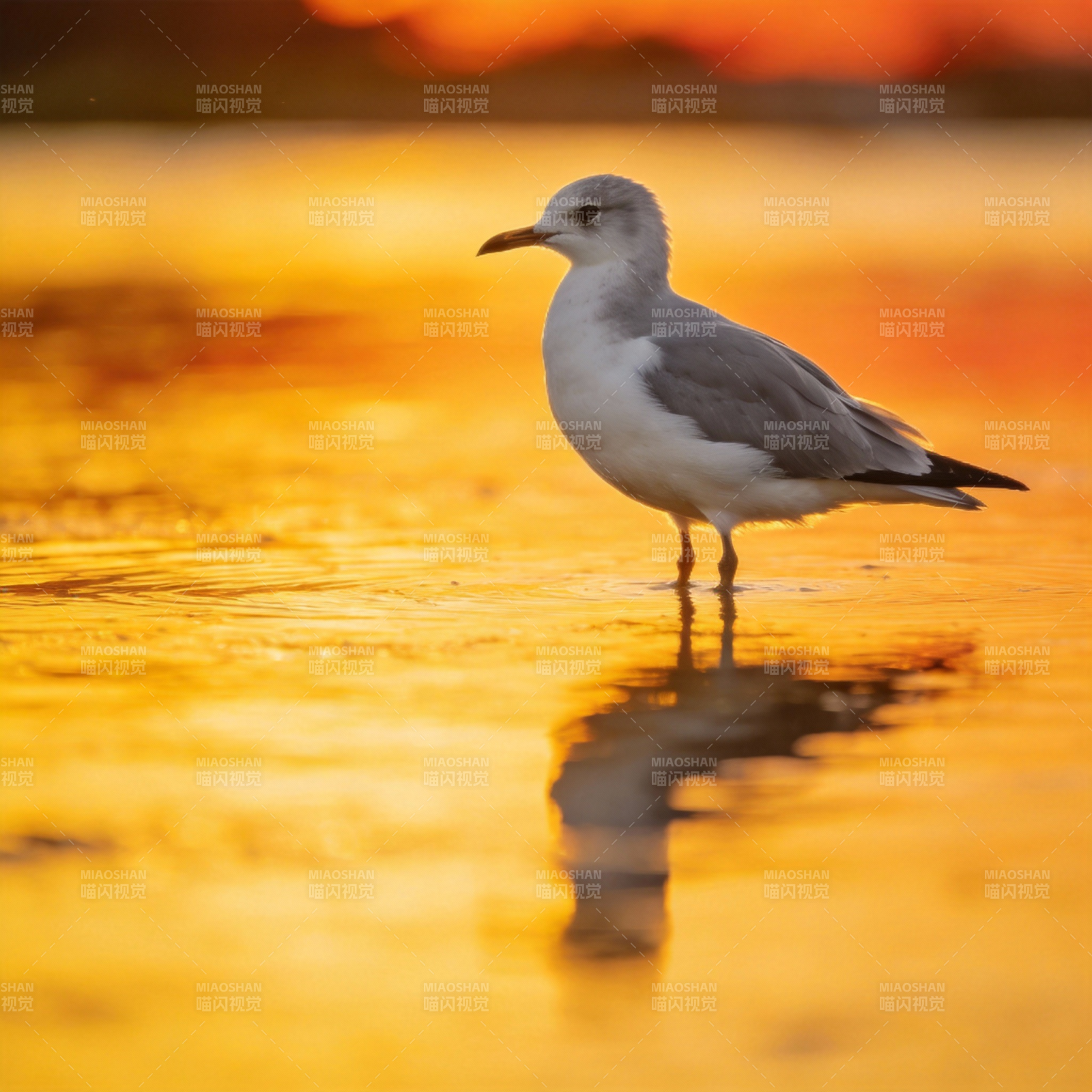 夕阳下的海鸥图片