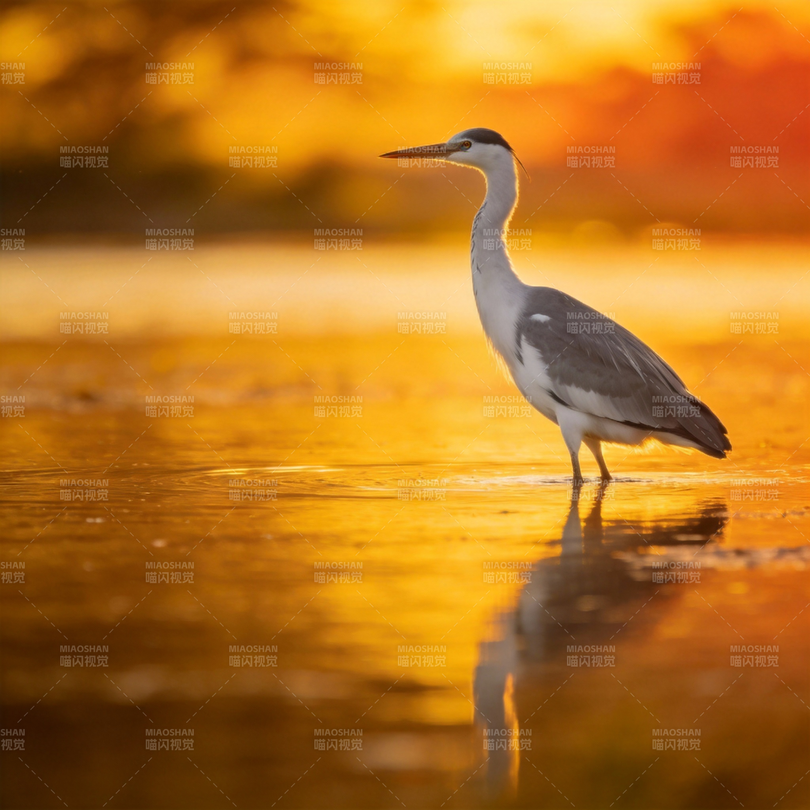 夕阳下的苍鹭图片