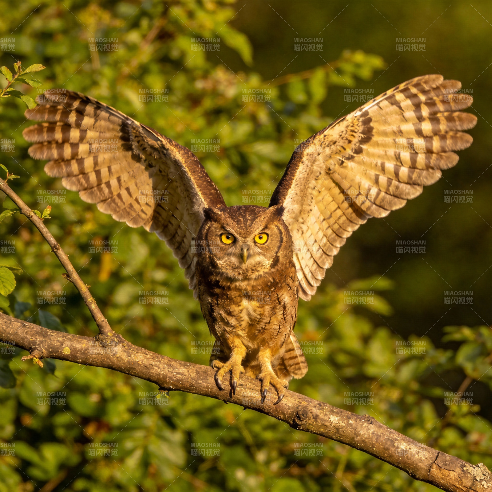 展翅的猫头鹰图片