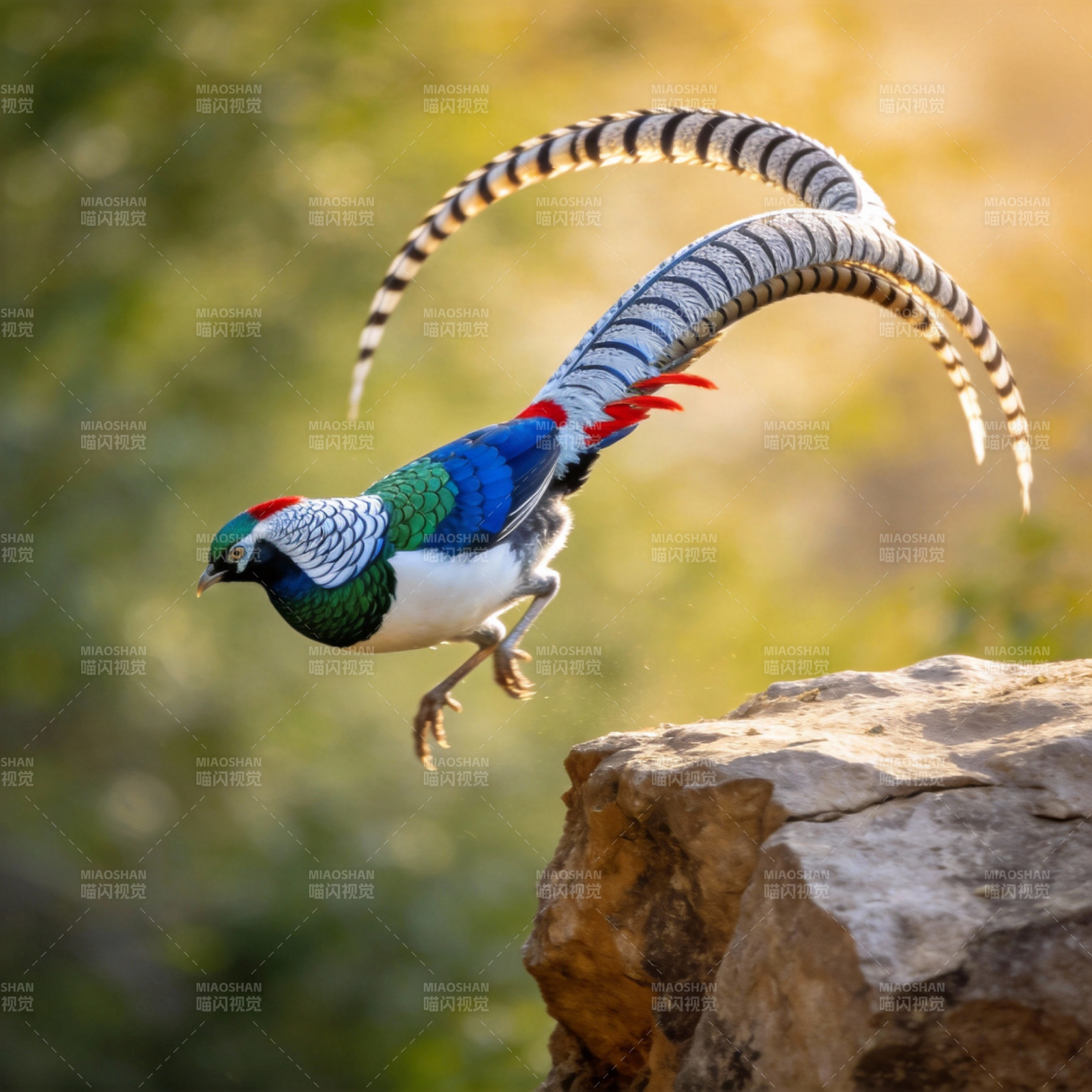 长尾雉跃岩图片