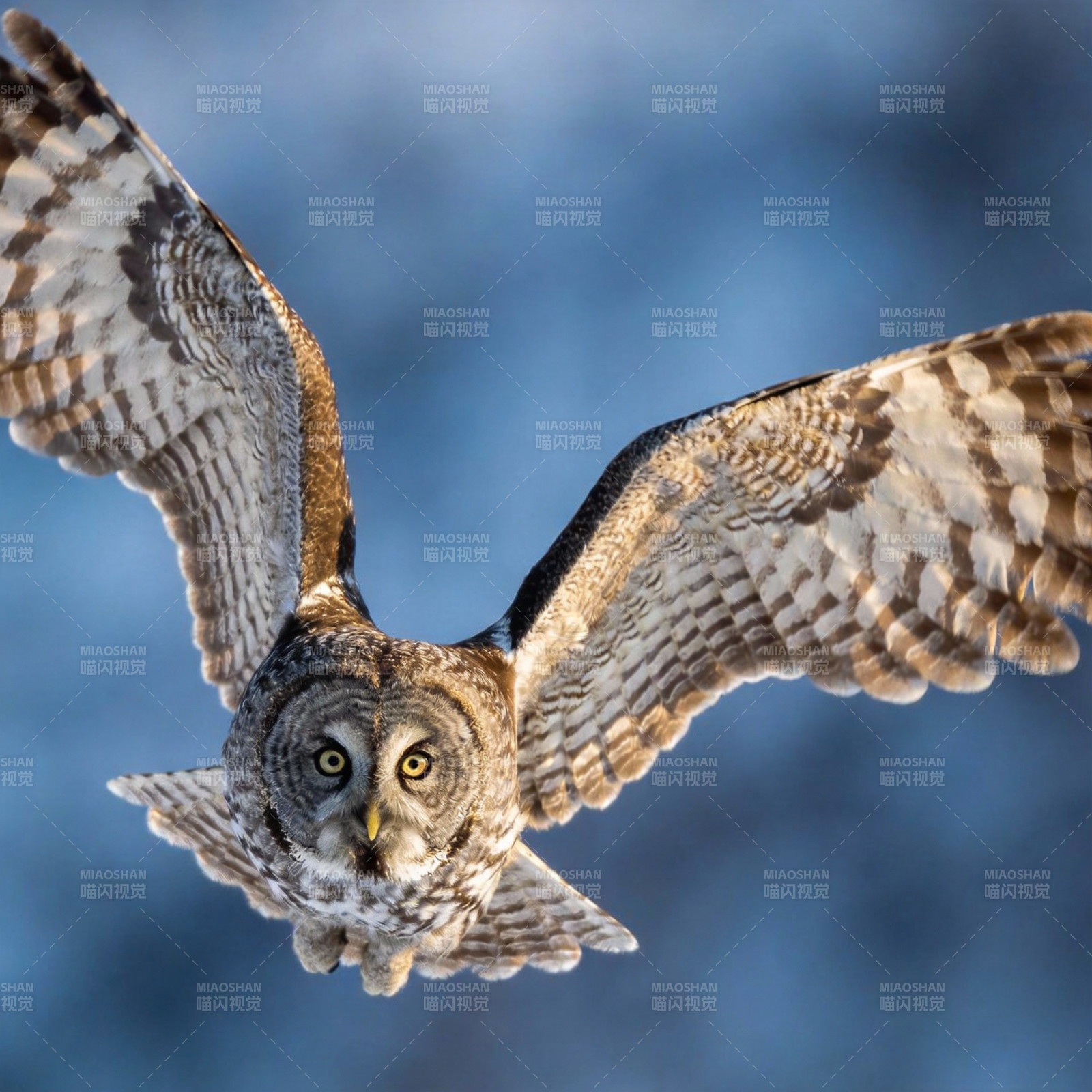 翱翔的猫头鹰图片