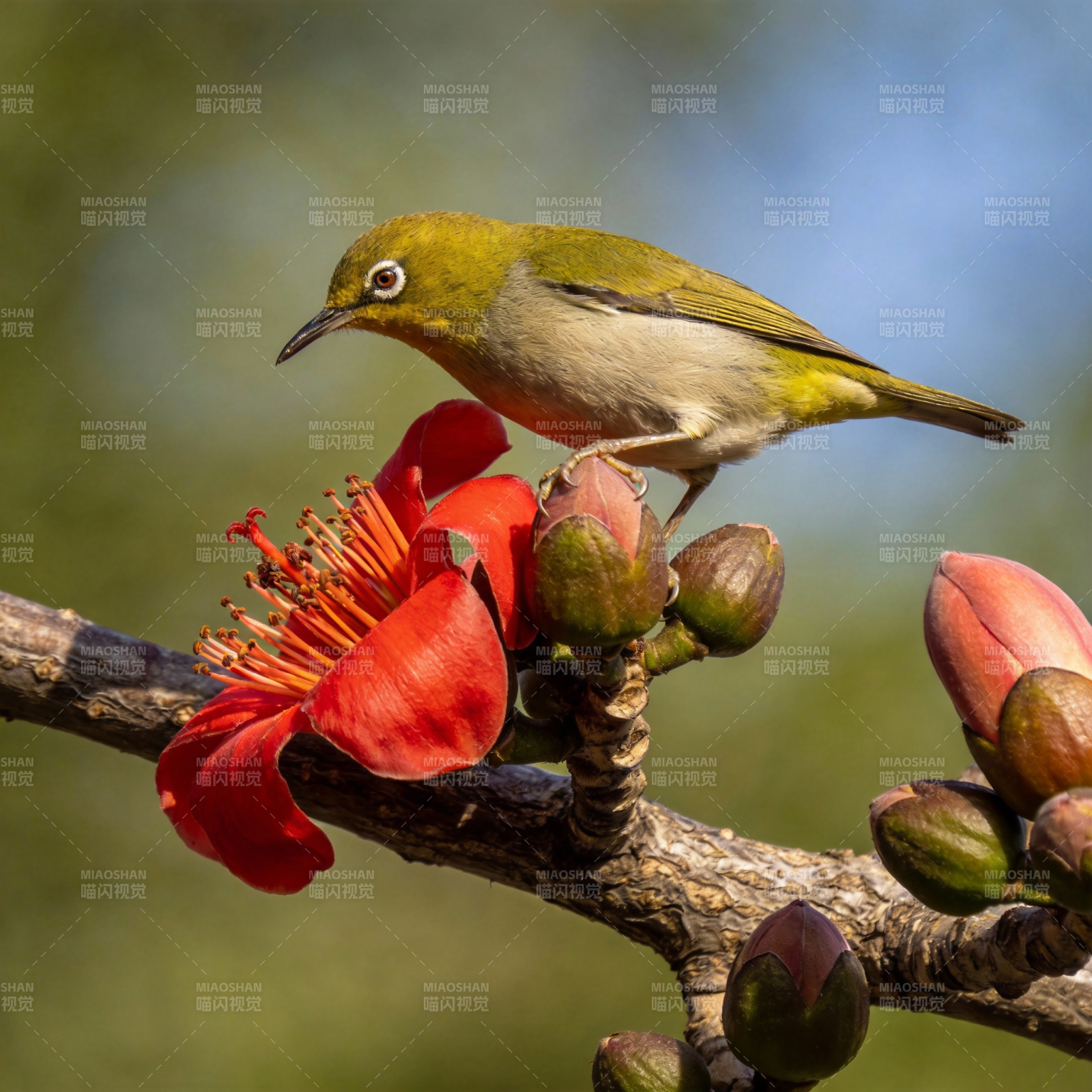 小鸟栖花枝图片