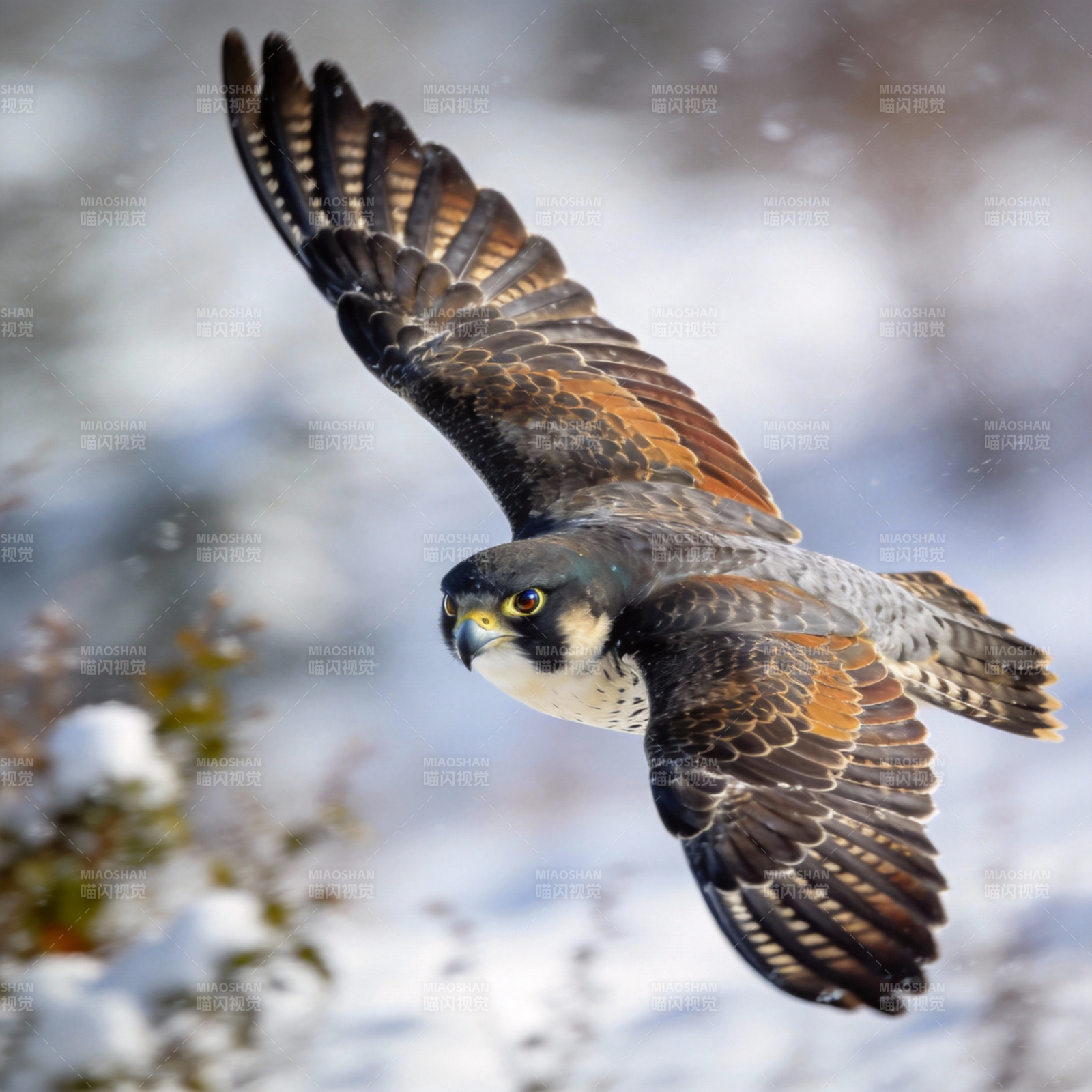 猛禽翱翔雪野图片