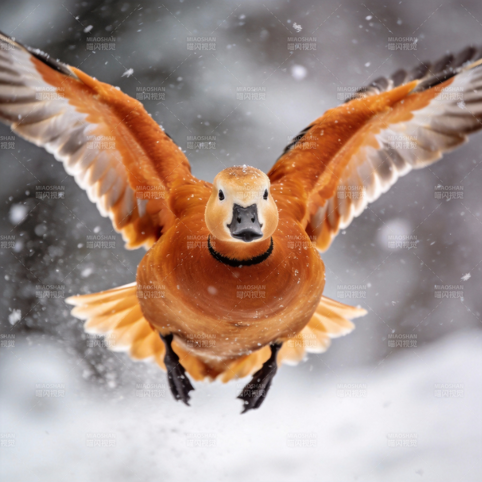 雪中飞翔的鸭子图片