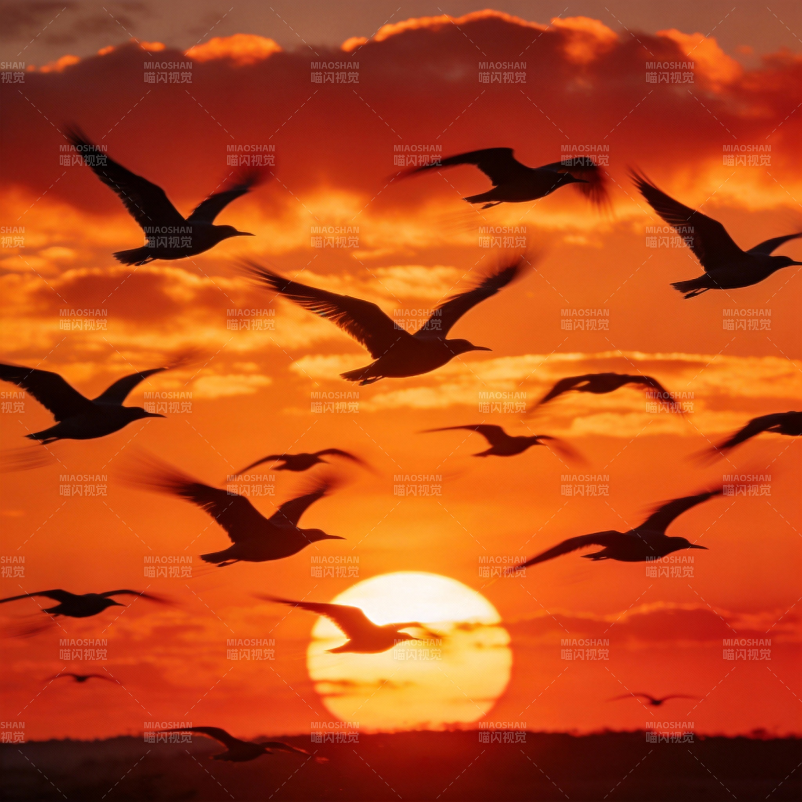 飞鸟逐日图片